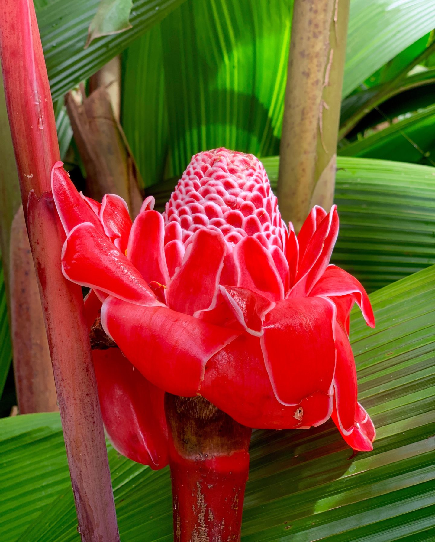 Finding Colour in Costa Rica - Changing Pages