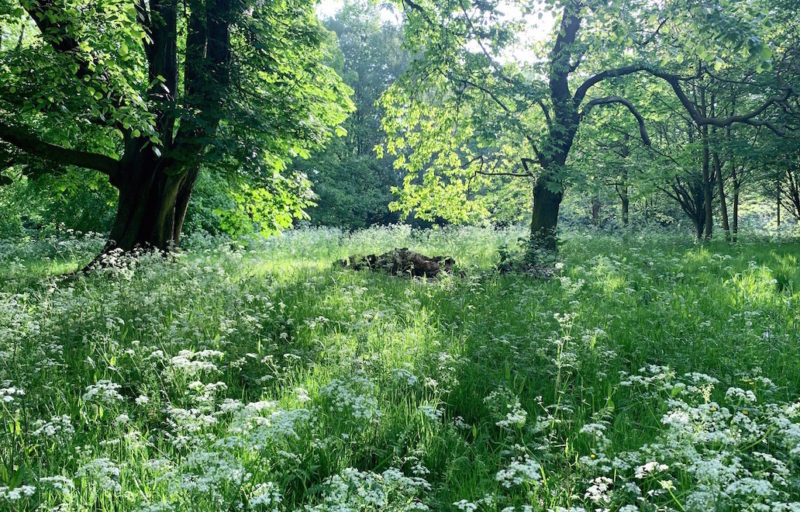 Quiet London: Chiswick House and Gardens - Changing Pages